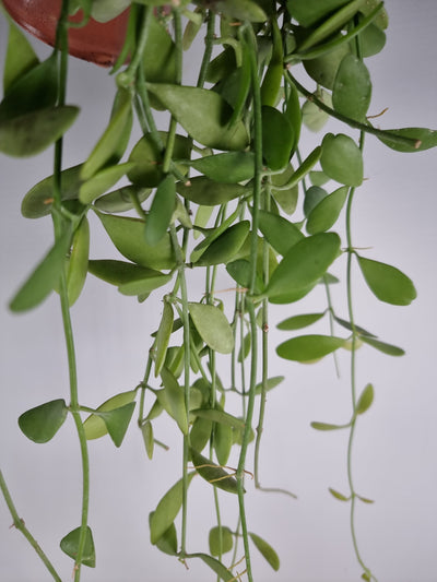 Dischidia Oiantha Root'd Plants 