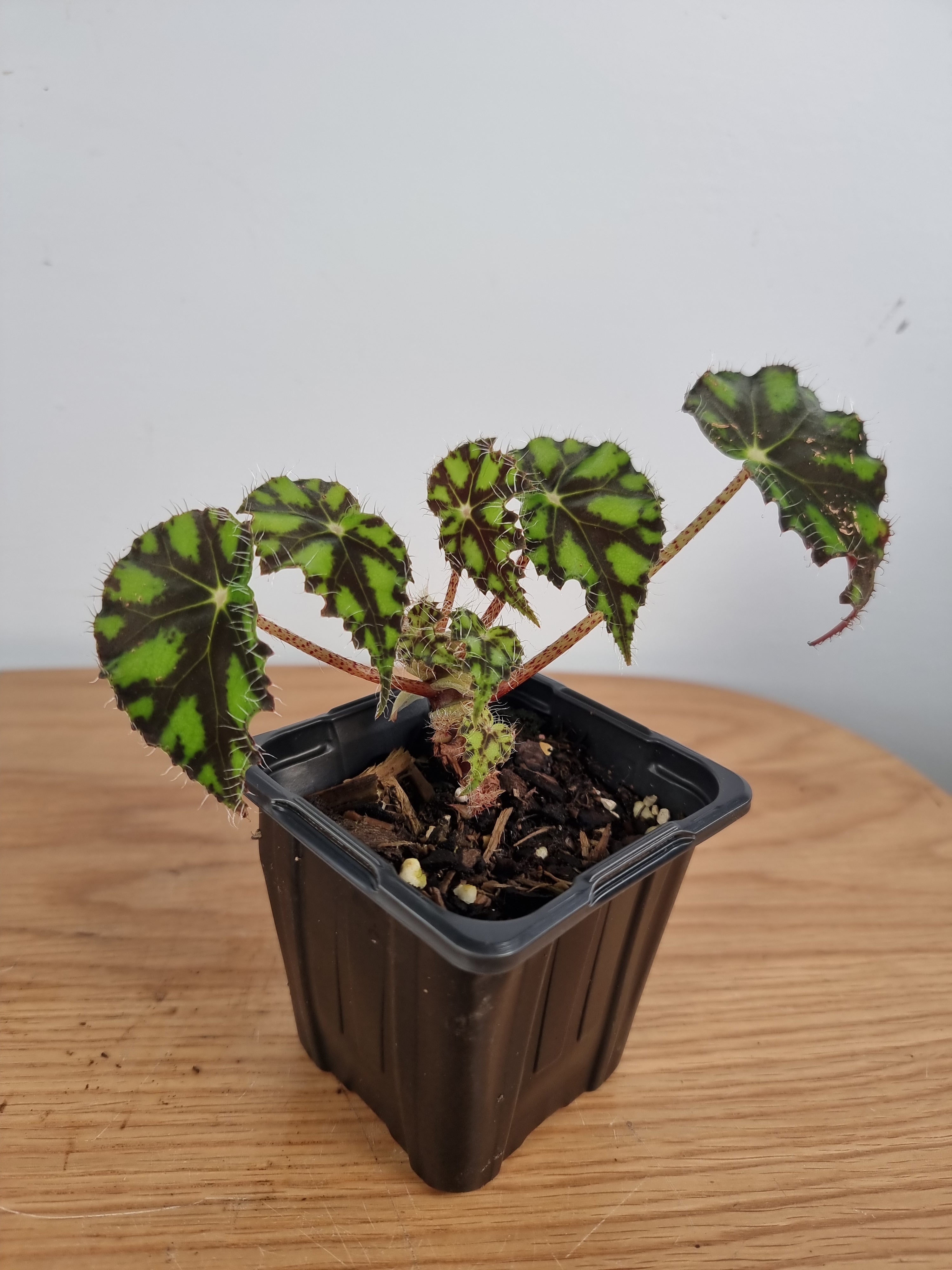 Begonia rex 'Tiger Paws' - Rhizomatous Eyelash Begonia Root'd Plants 