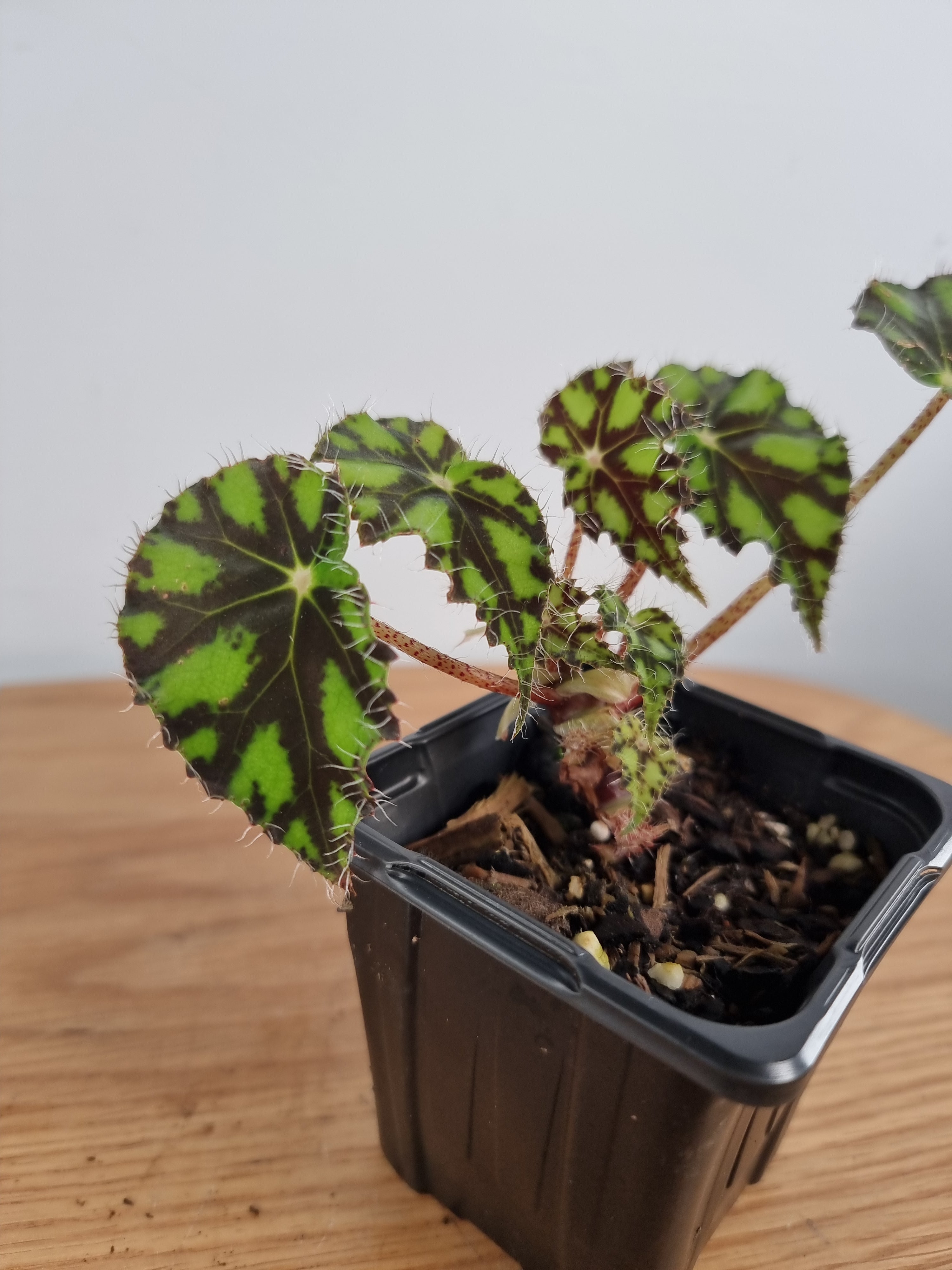 Begonia rex 'Tiger Paws' - Rhizomatous Eyelash Begonia Root'd Plants 