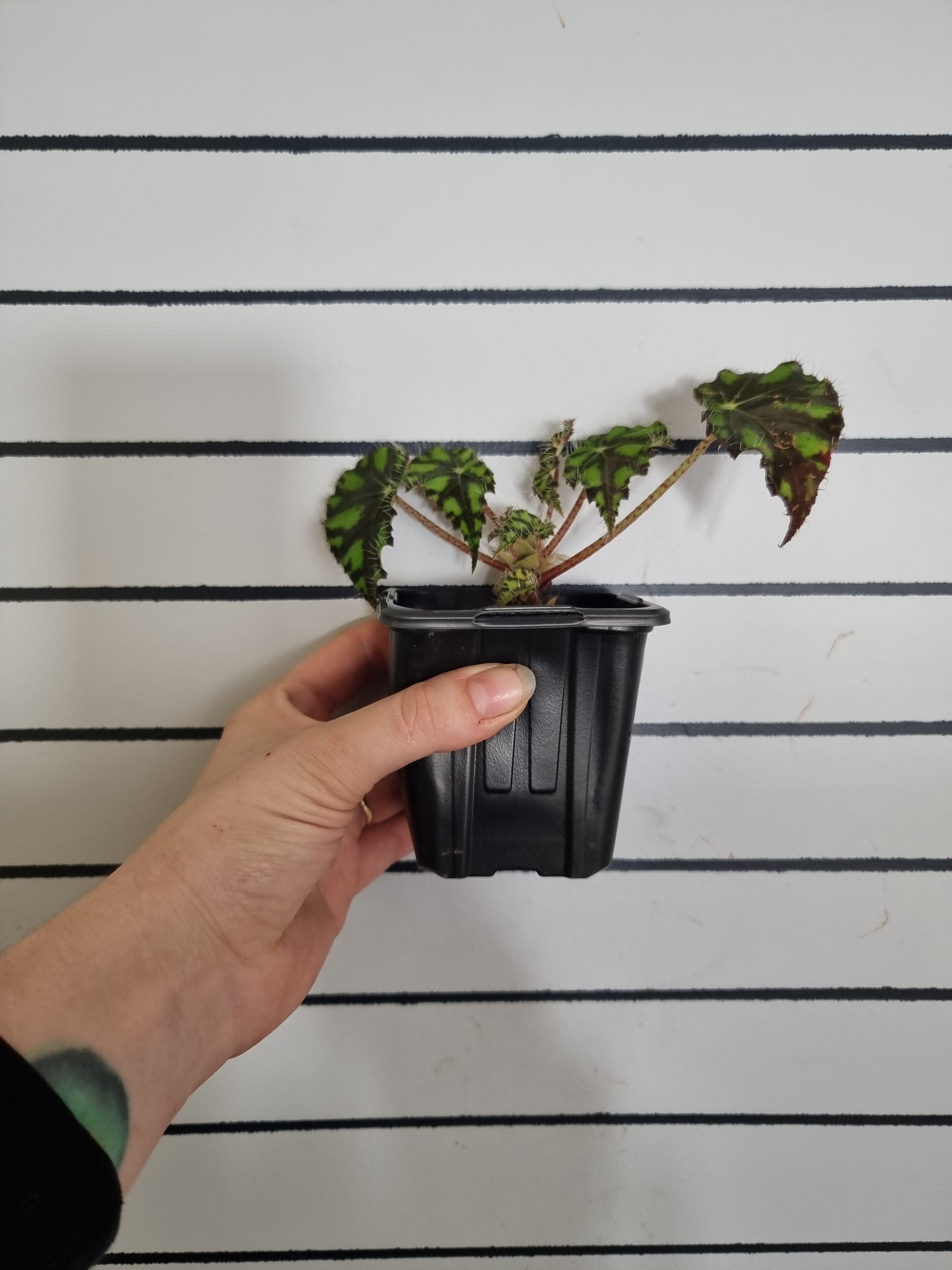 Begonia rex 'Tiger Paws' - Rhizomatous Eyelash Begonia Root'd Plants 