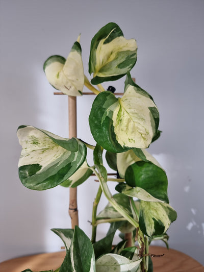 Epipremnum aureum 'Manjula' Root'd Plants 