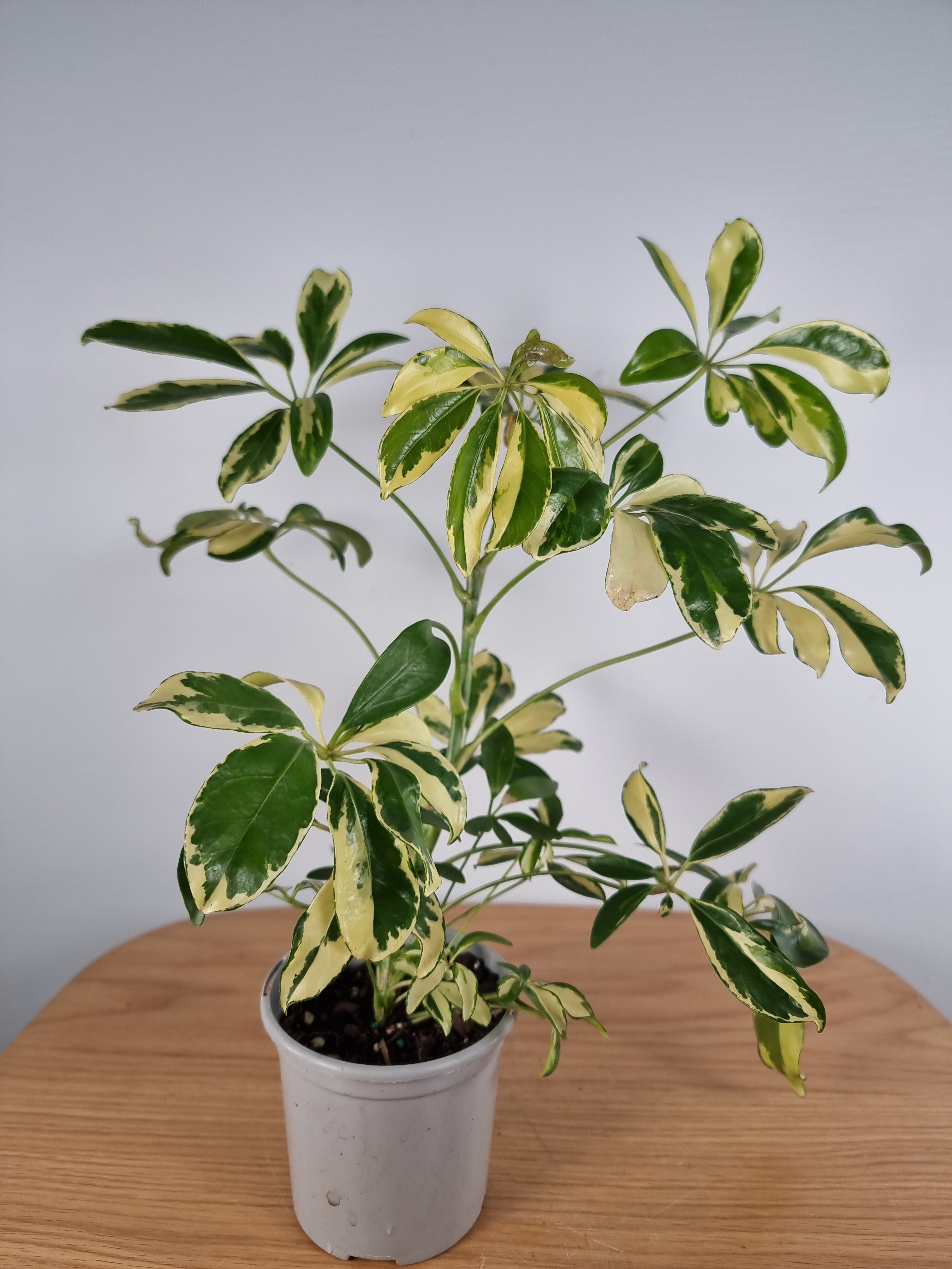 17+ Variegated Schefflera Variegated Schefflera Plant