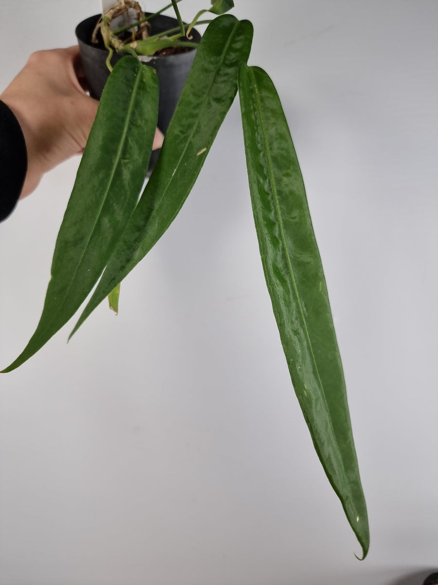 Anthurium pallidiflorum - Velvet Strap Leaf