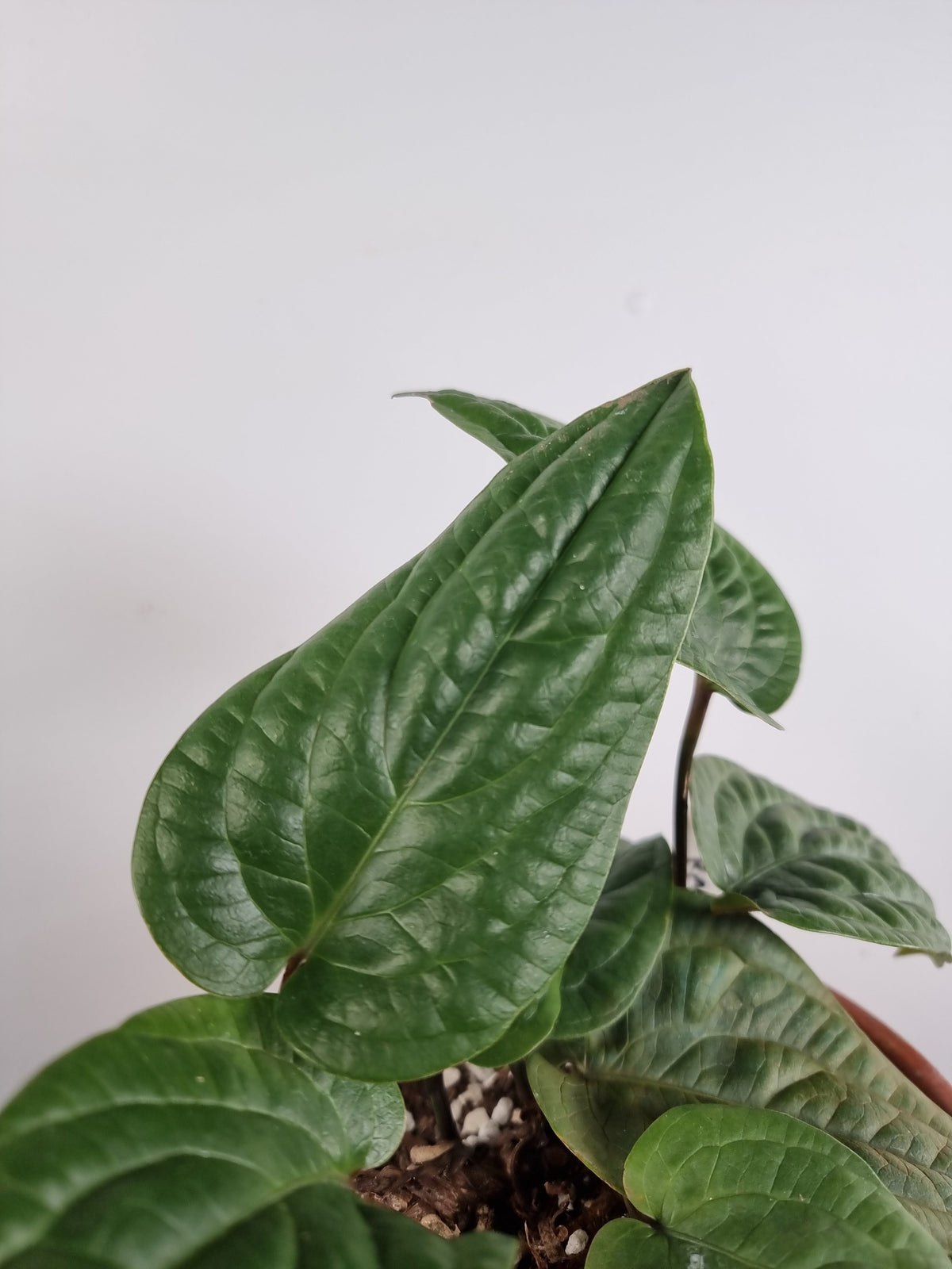 Anthurium radicans Root'd Plants 