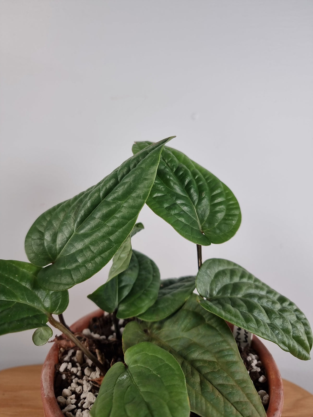 Anthurium radicans Root'd Plants 