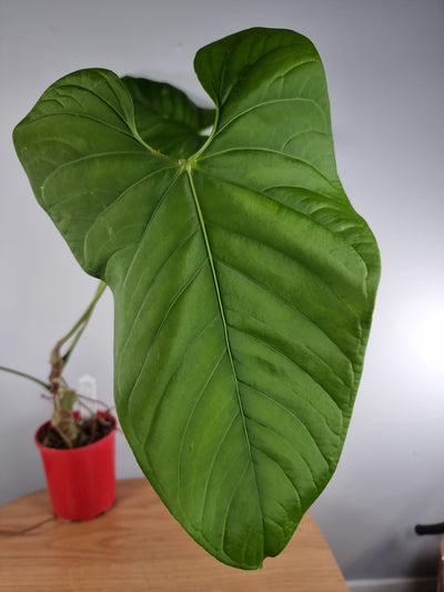 Anthurium NOID - Giant Ecuador Velvet Leaf Root'd Plants 