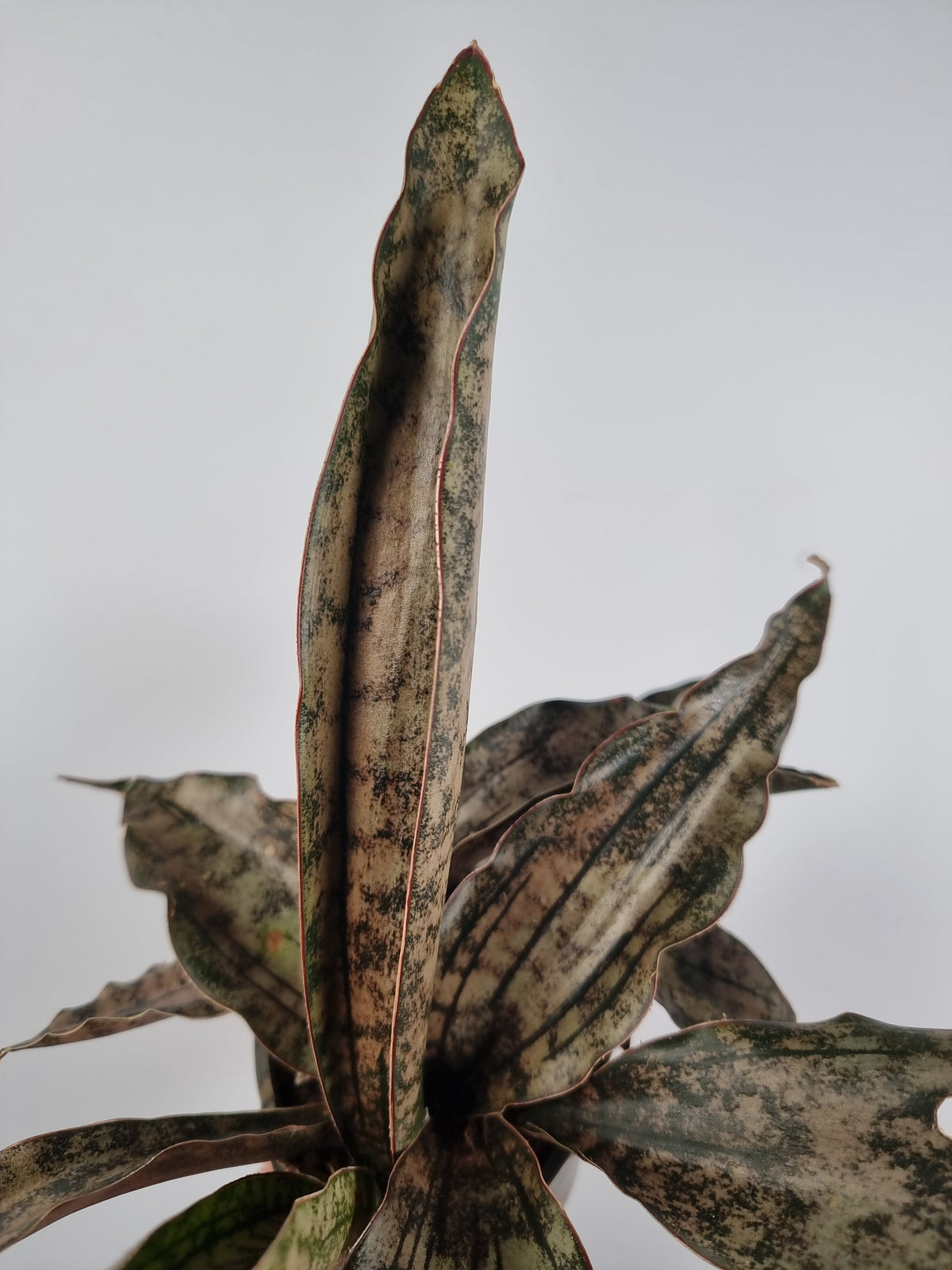Dracaena pethera (prev Sansevieria kirkii) - Star Sansevieria Root'd Plants 