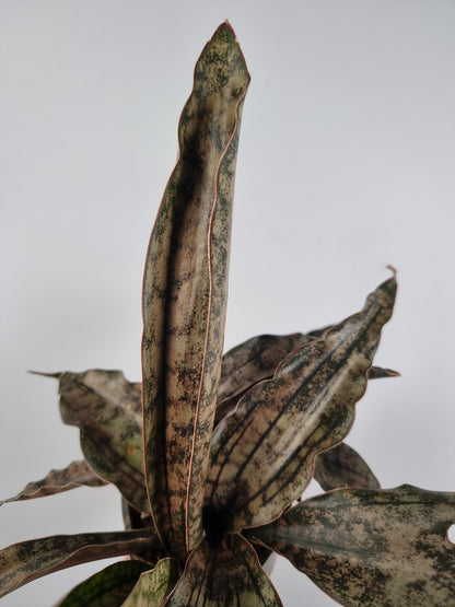 Dracaena pethera (prev Sansevieria kirkii) - Star Sansevieria Root'd Plants 
