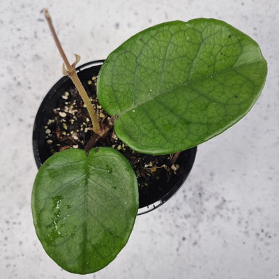 Hoya fungii - Wax Vine Plant Root'd Plants 