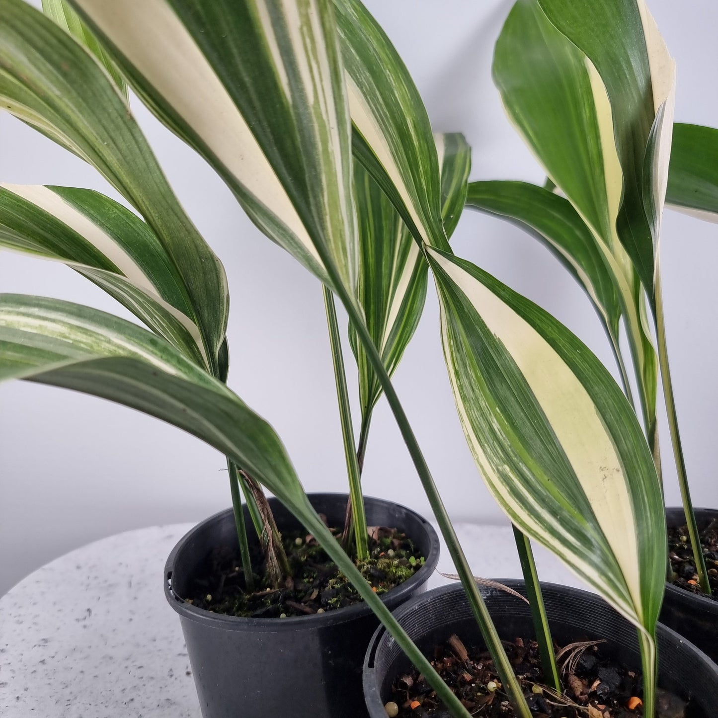 Aspidistra elatior variegata - Variegated Cast Iron Plant Root'd Plants 