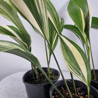 Aspidistra elatior variegata - Variegated Cast Iron Plant Root'd Plants 