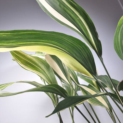 Aspidistra elatior variegata - Variegated Cast Iron Plant Root'd Plants 