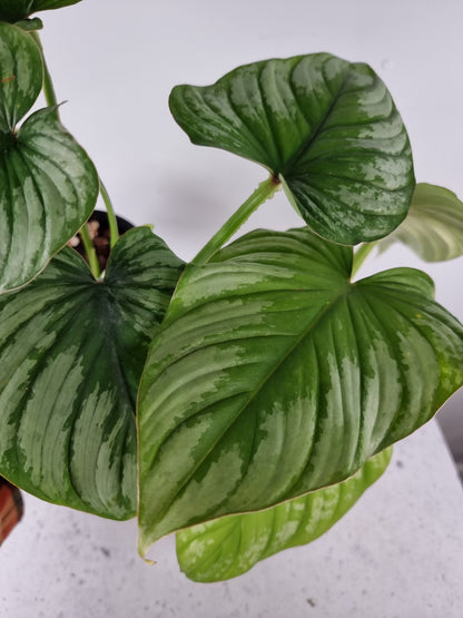 Philodendron mamei 'Silver Cloud' Root'd Plants 