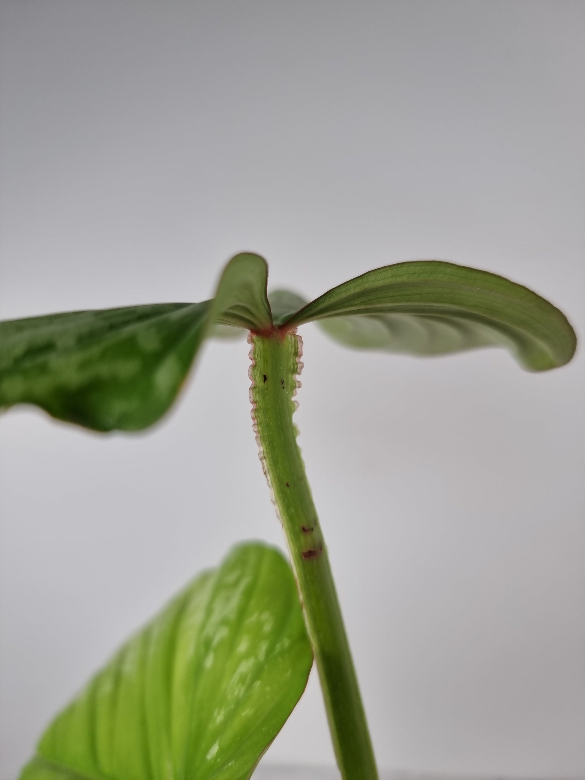 Philodendron mamei 'Silver Cloud' Root'd Plants 