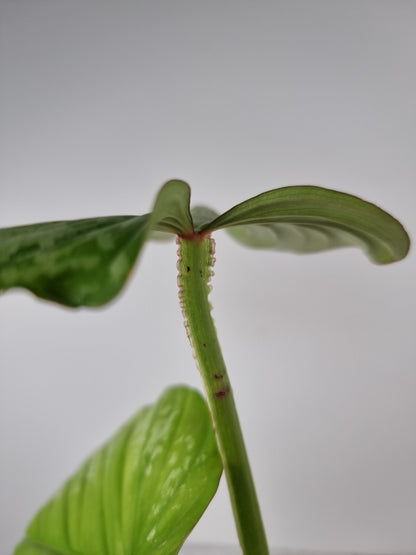 Philodendron mamei 'Silver Cloud' Root'd Plants 