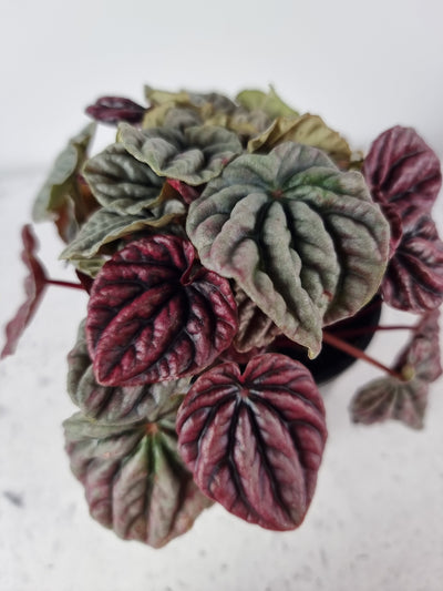 Peperomia caperata red/green Root'd Plants 