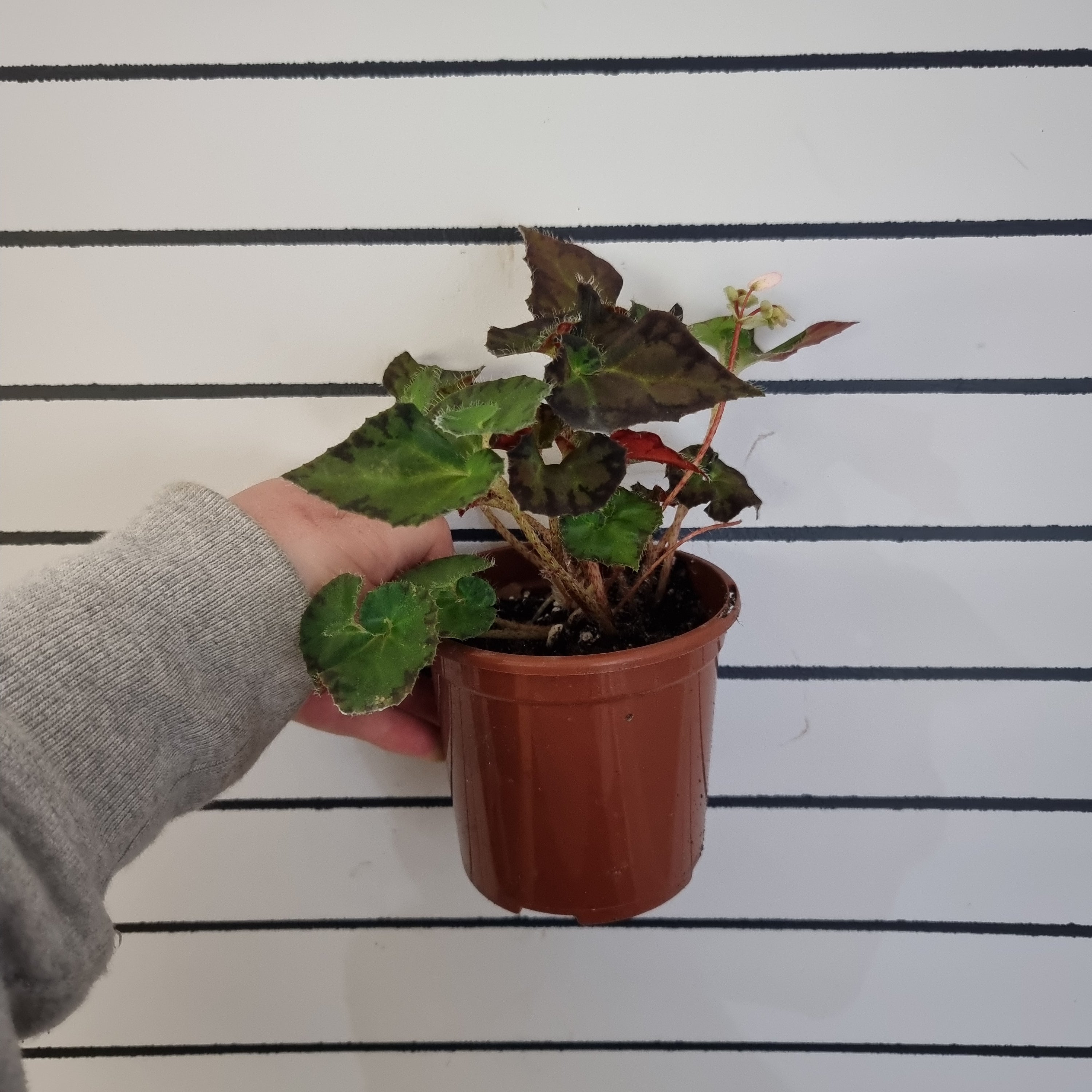 Begonia rex 'Copper Sunset' - Rhizomatous Eyelash Begonia Root'd Plants 