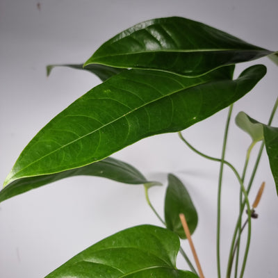 Anthurium watermaliense x pendant leaf anthurium Root'd Plants 