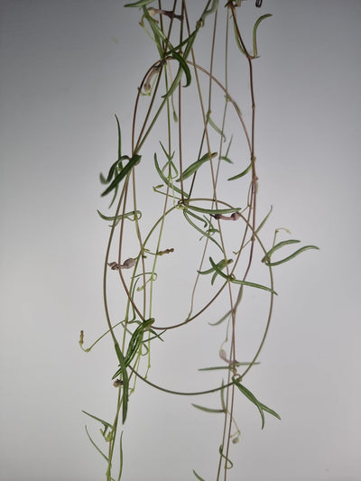 Ceropegia linearis - String of needles Root'd Plants 