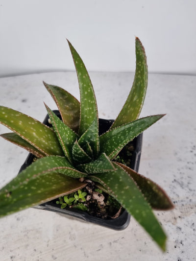 Aloe 'Golly' Root'd Plants 