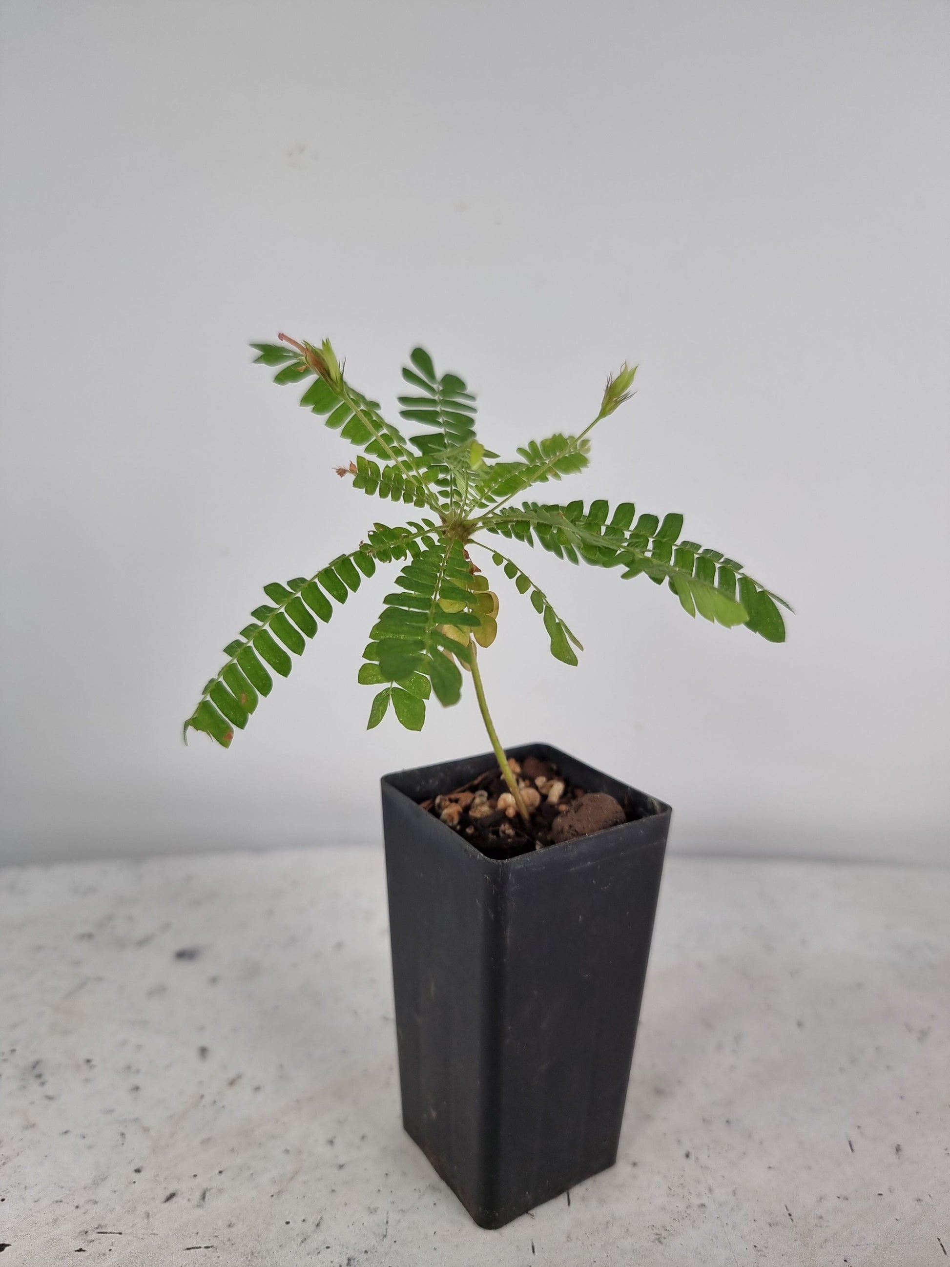 Biophytum sensitivum (sensitive tree) Root'd Plants 