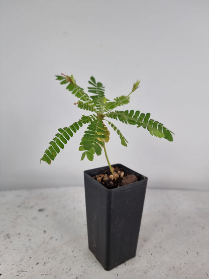 Biophytum sensitivum (sensitive tree) Root'd Plants 