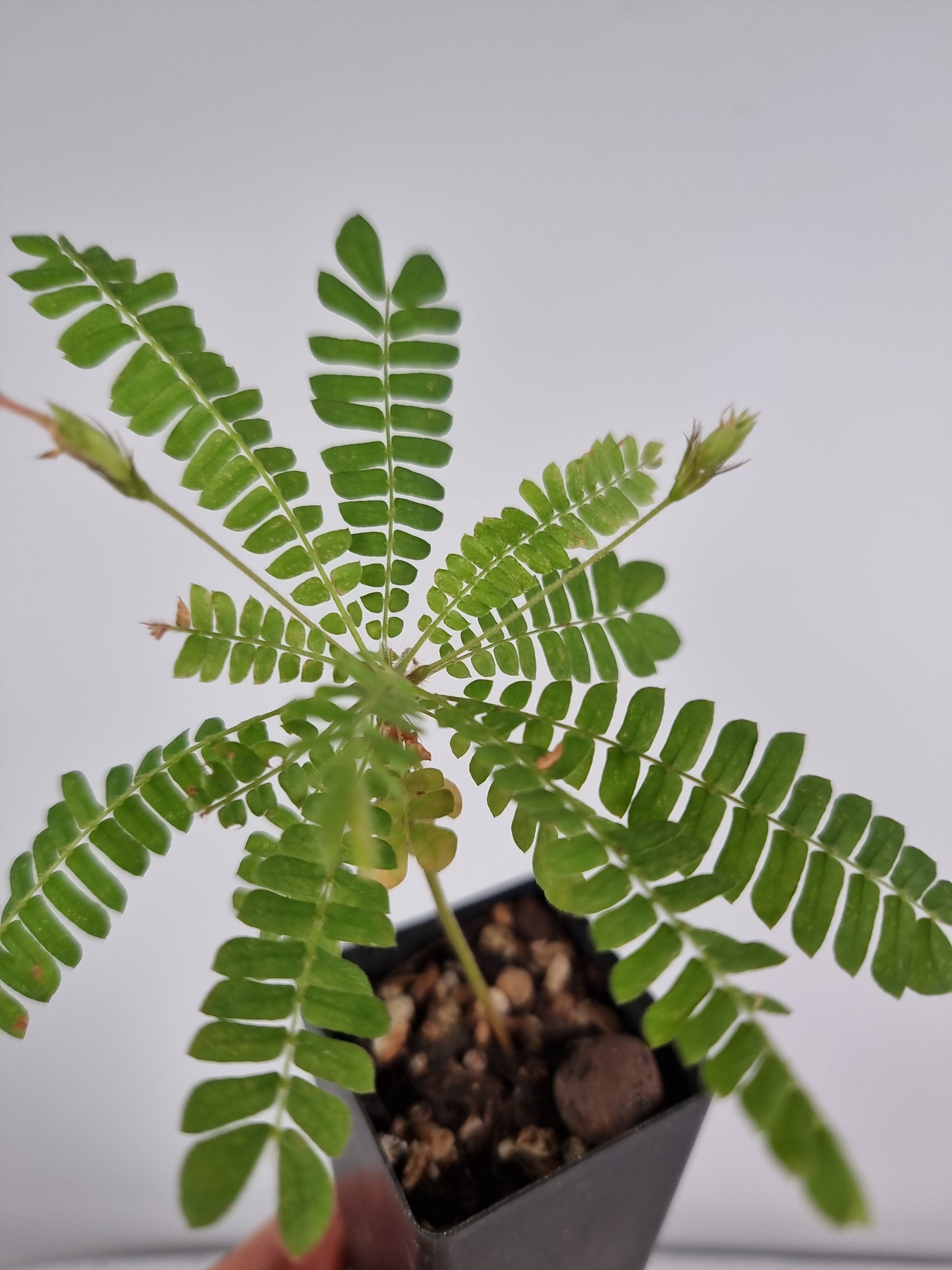 Biophytum sensitivum (sensitive tree) Root'd Plants 