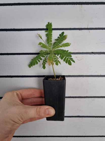 Biophytum sensitivum (sensitive tree) Root'd Plants 