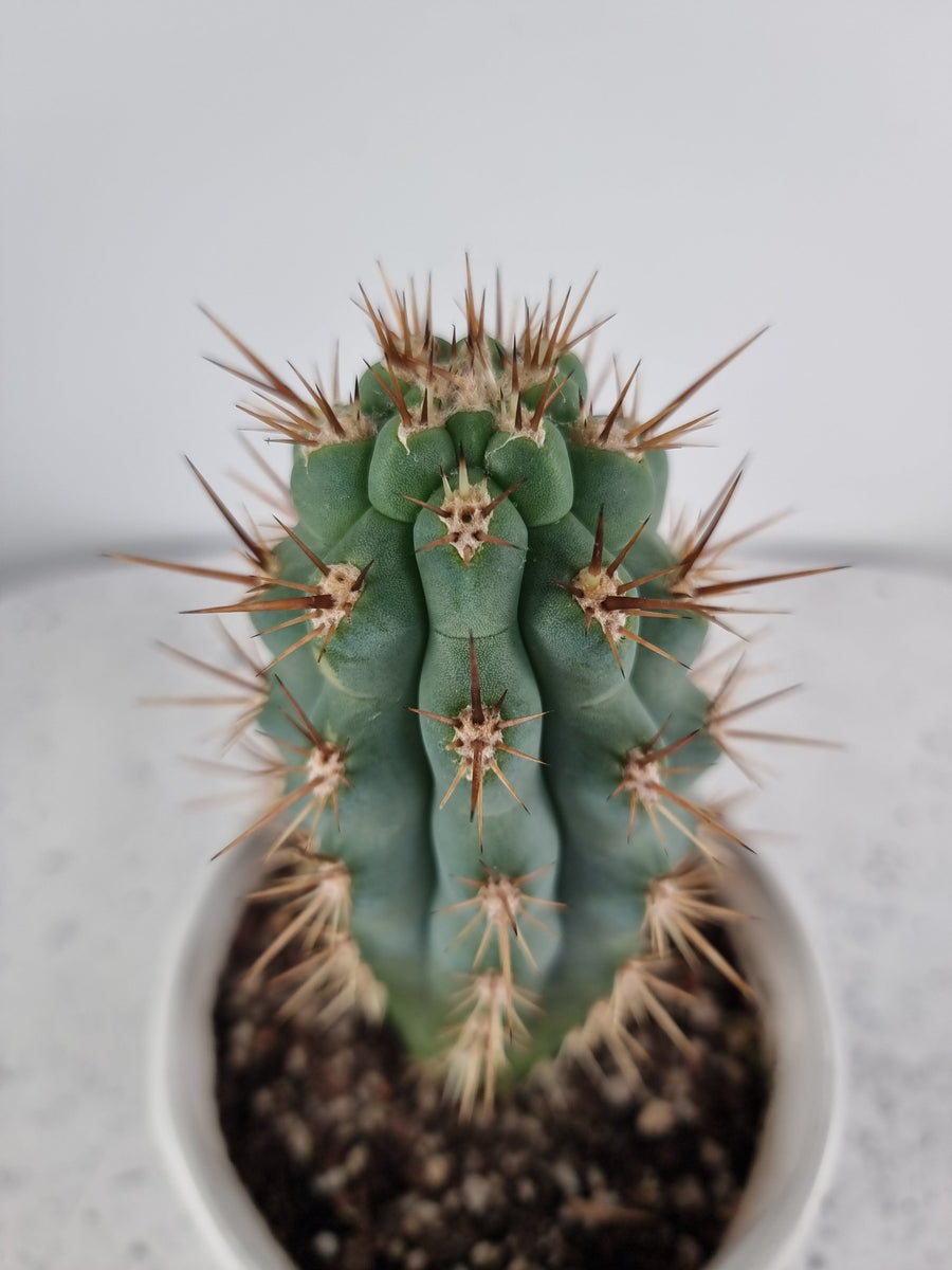 Azureocereus hertlingianus - Azure Torch