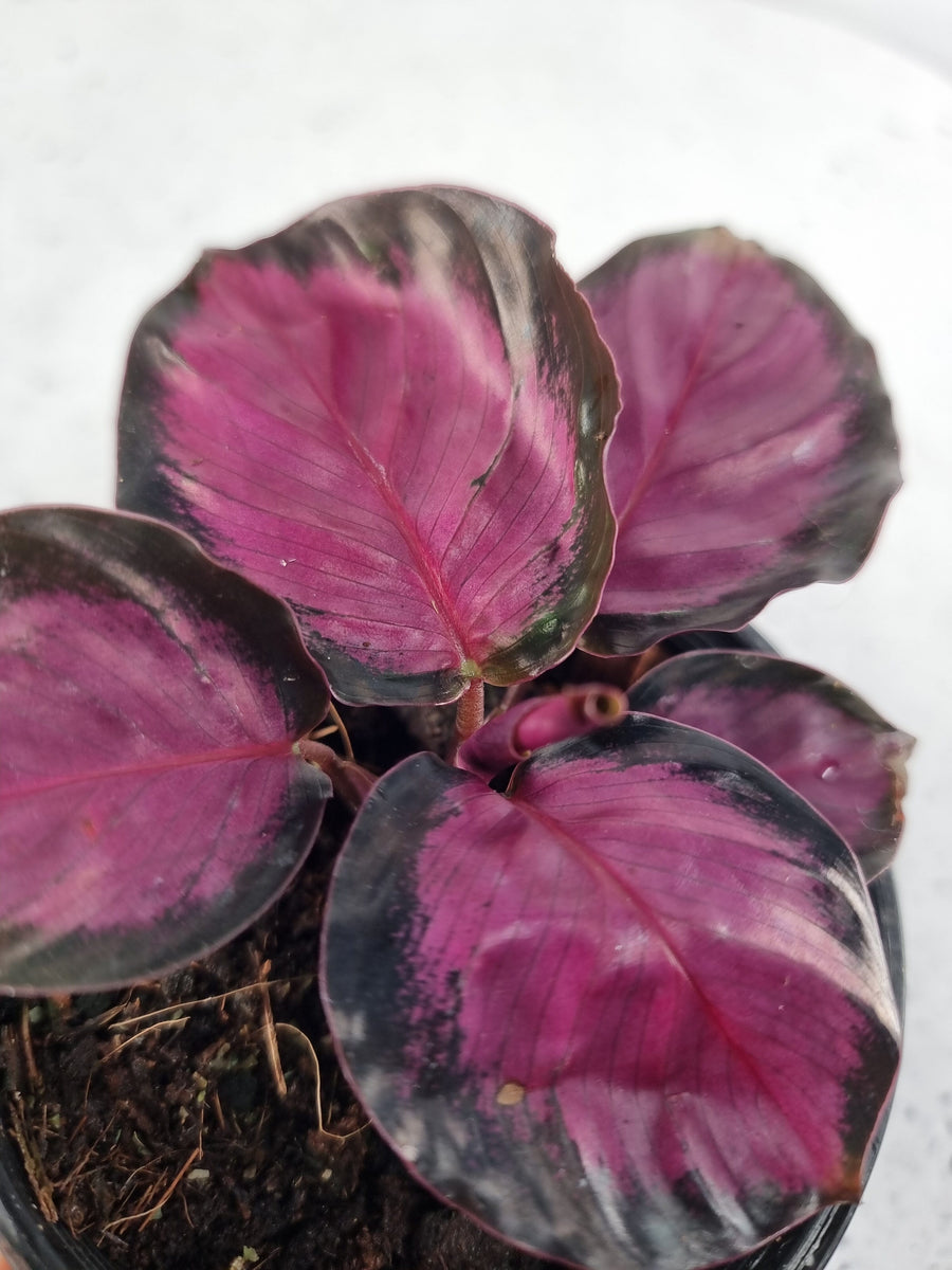 Goeppertia (Calathea) 'Rosy' - Prayer Plant