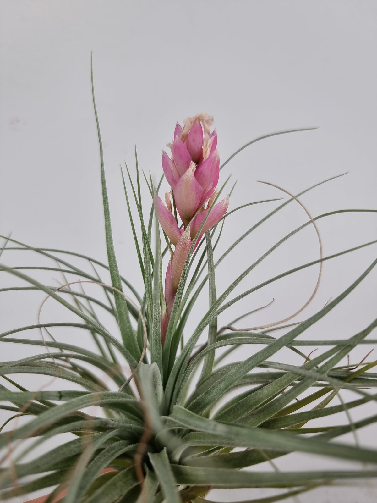 Tillandsia 'Houston' - Air Plant Root'd Plants 