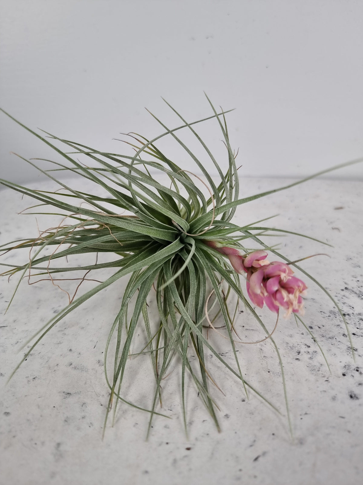 Tillandsia 'Houston' - Air Plant Root'd Plants Large Plant - Flowering Size 
