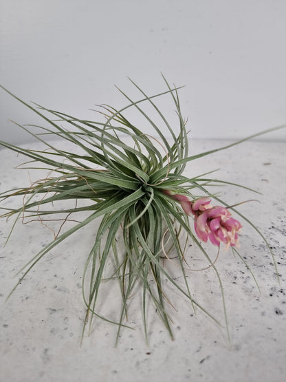 Tillandsia 'Houston' - Air Plant Root'd Plants Large Plant - Flowering Size 