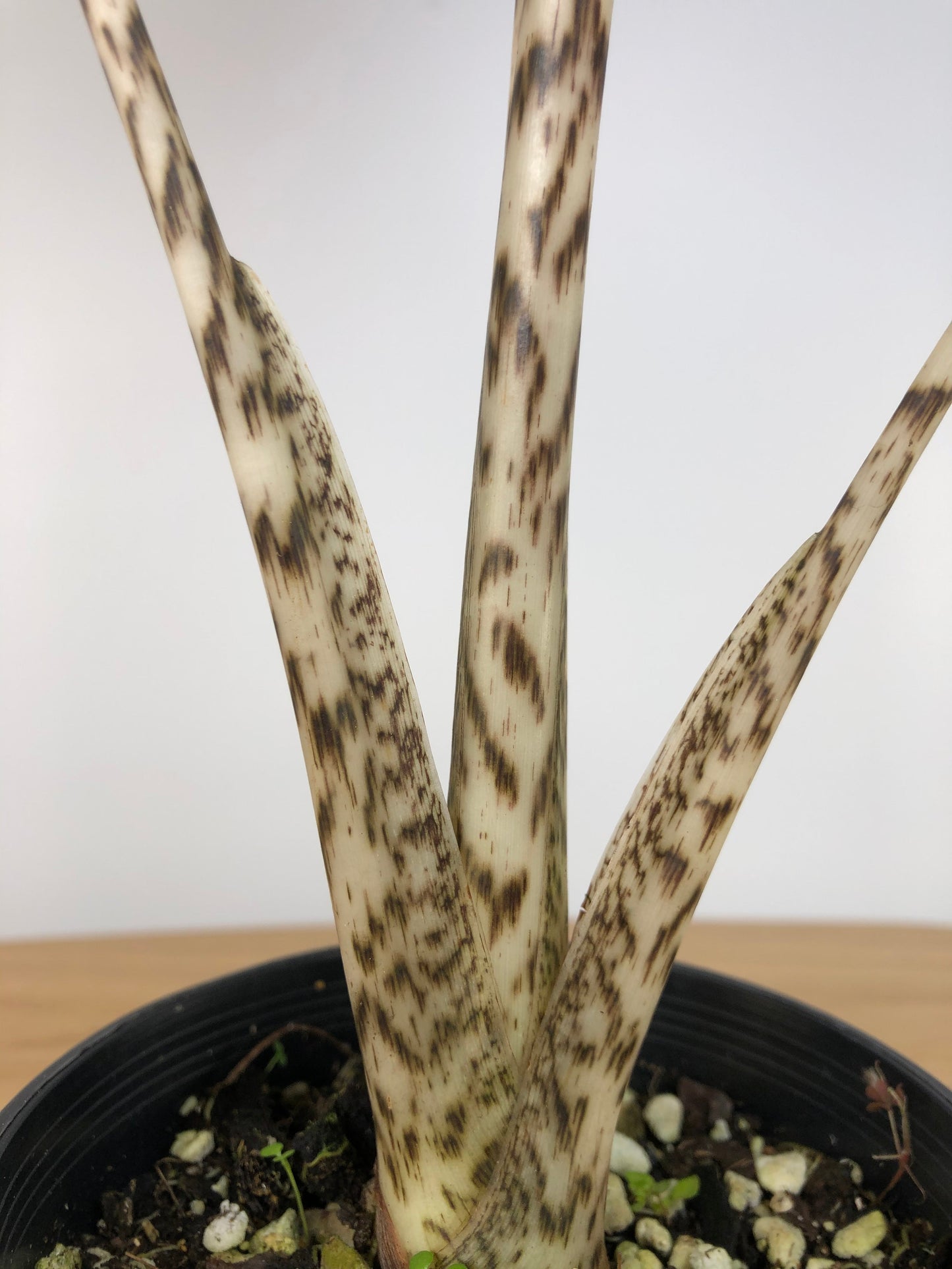 Alocasia Zebrina Root'd Plants 