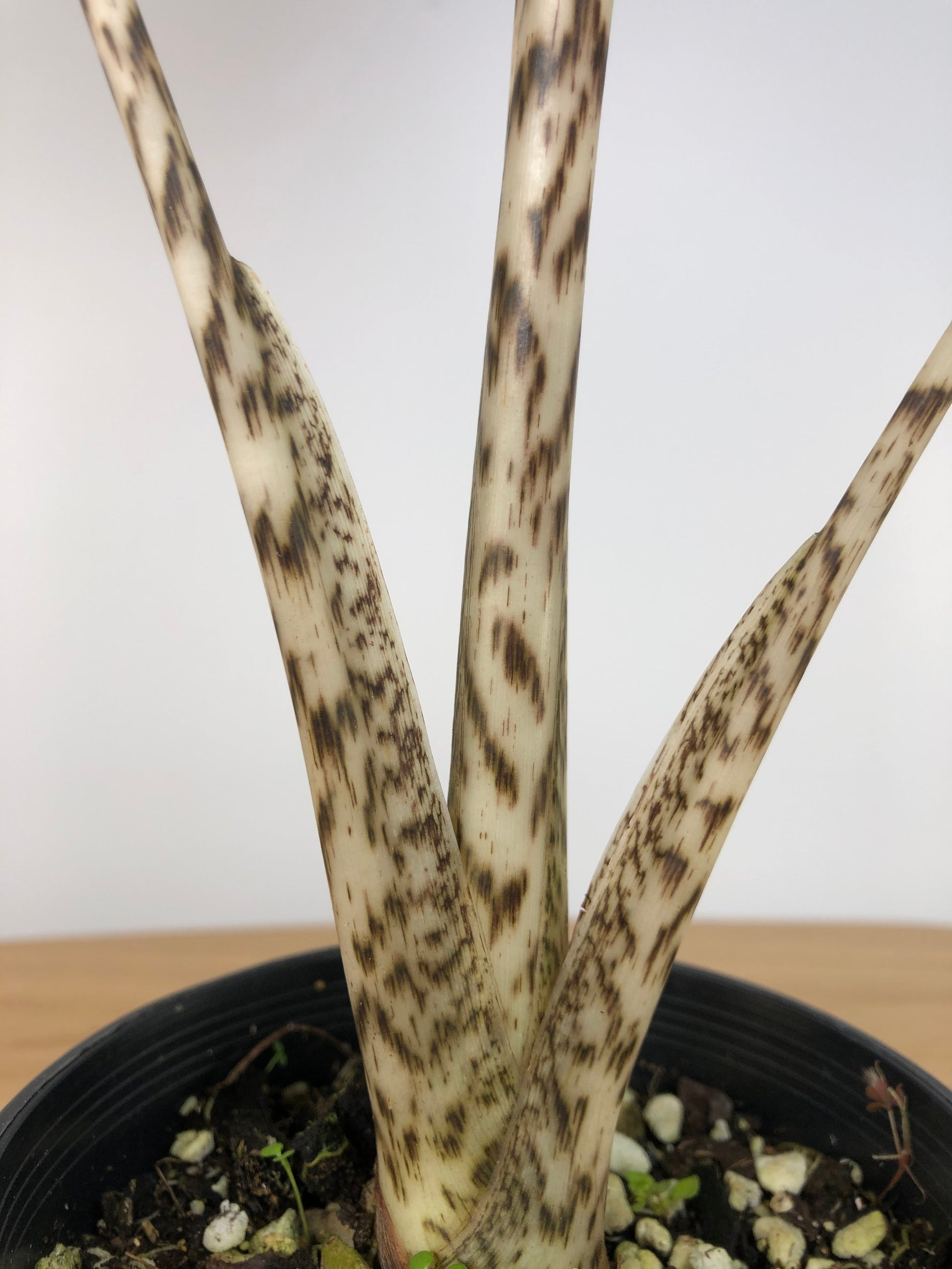 Alocasia Zebrina Root'd Plants 