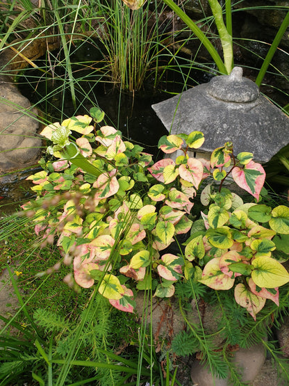 Houttuynia cordata - Chameleon Plant Root'd Plants 