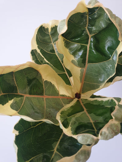 Ficus lyrata variegata - Variegated Fiddle Leaf Fig Root'd Plants 