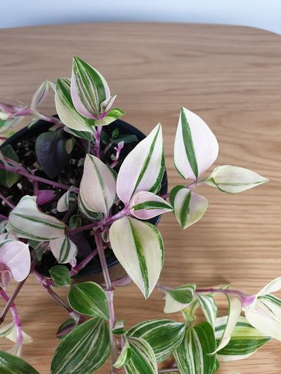 Tradescantia fluminensis tricolour - Variegated Spiderwort Root'd Plants 