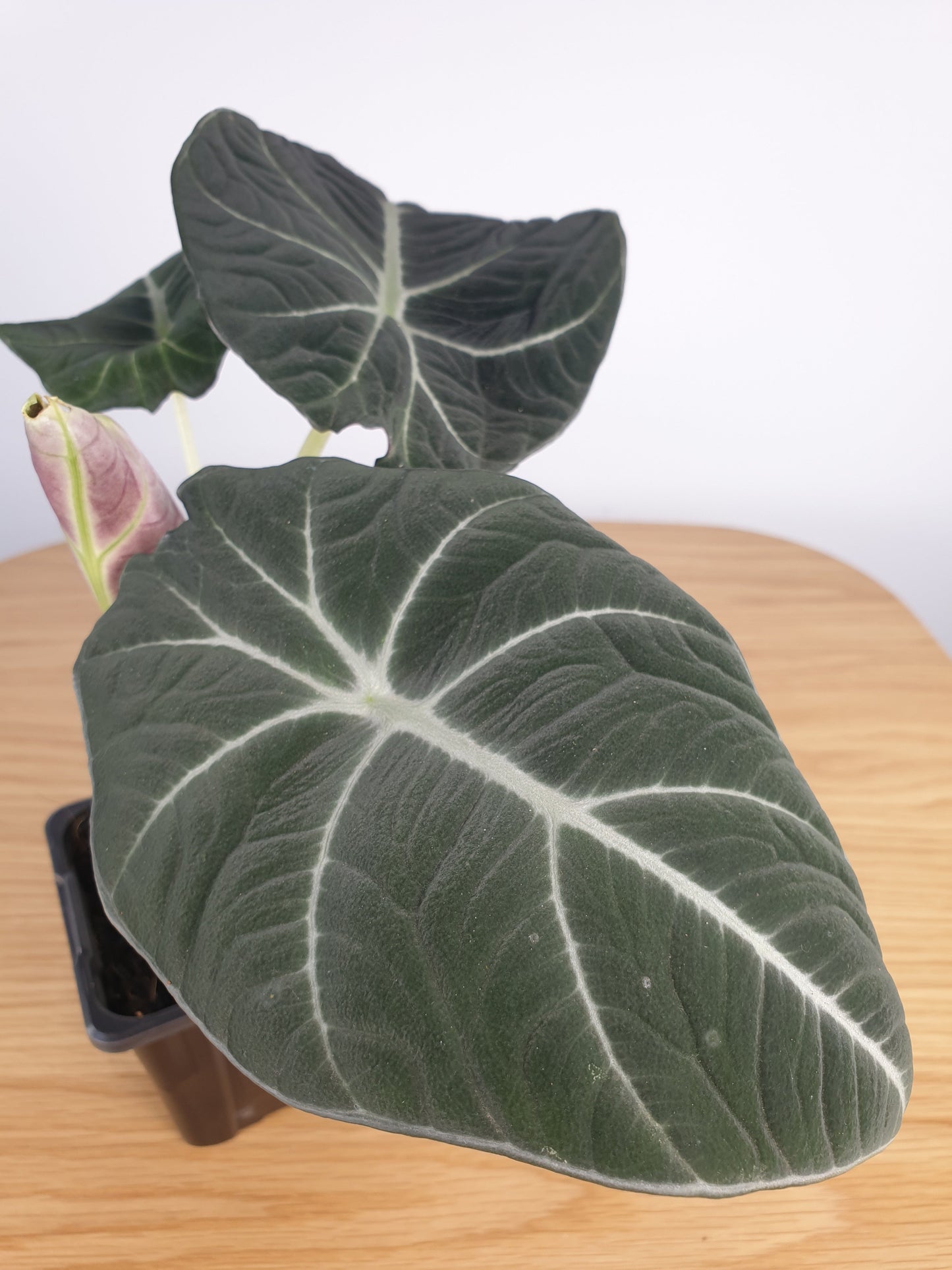 Alocasia reginula 'Black Velvet' Root'd Plants 