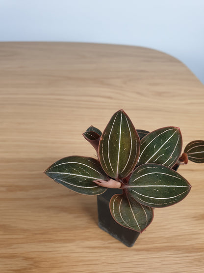 Ludisia discolor 'Jinhua' - Jewel Orchid Root'd Plants 