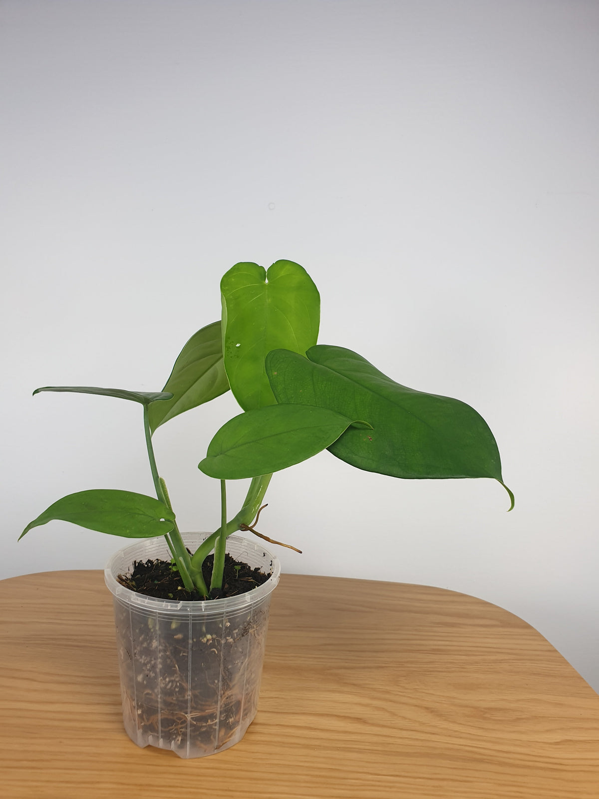 Clear & Anti-spiral Pots - watch those roots grow! Root'd Plants 