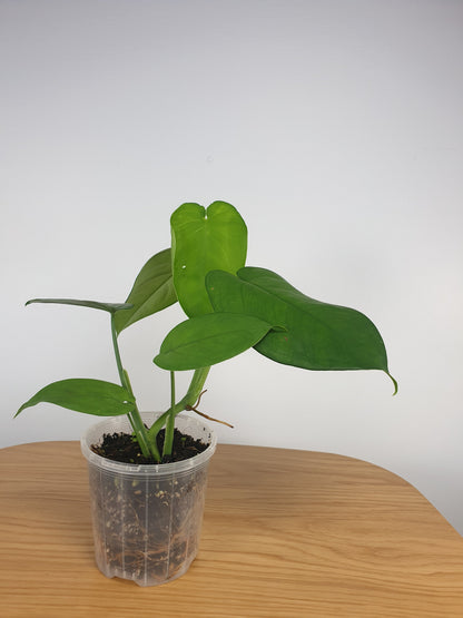 Clear & Anti-spiral Pots - watch those roots grow! Root'd Plants 