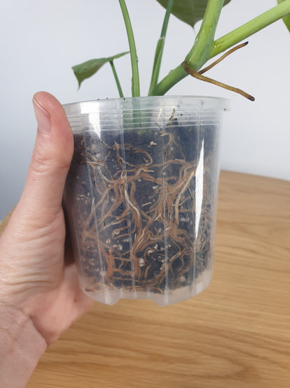 Clear & Anti-spiral Pots - watch those roots grow! Root'd Plants 