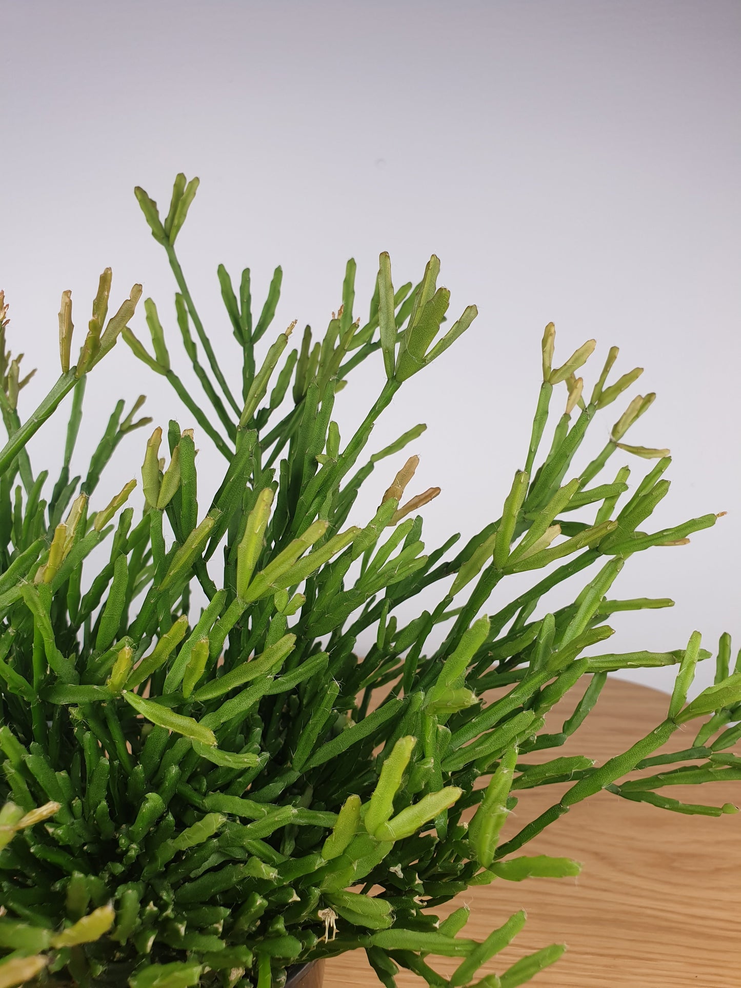 Rhipsalis ewaldiana - Mistletoe Cactus Root'd Plants 