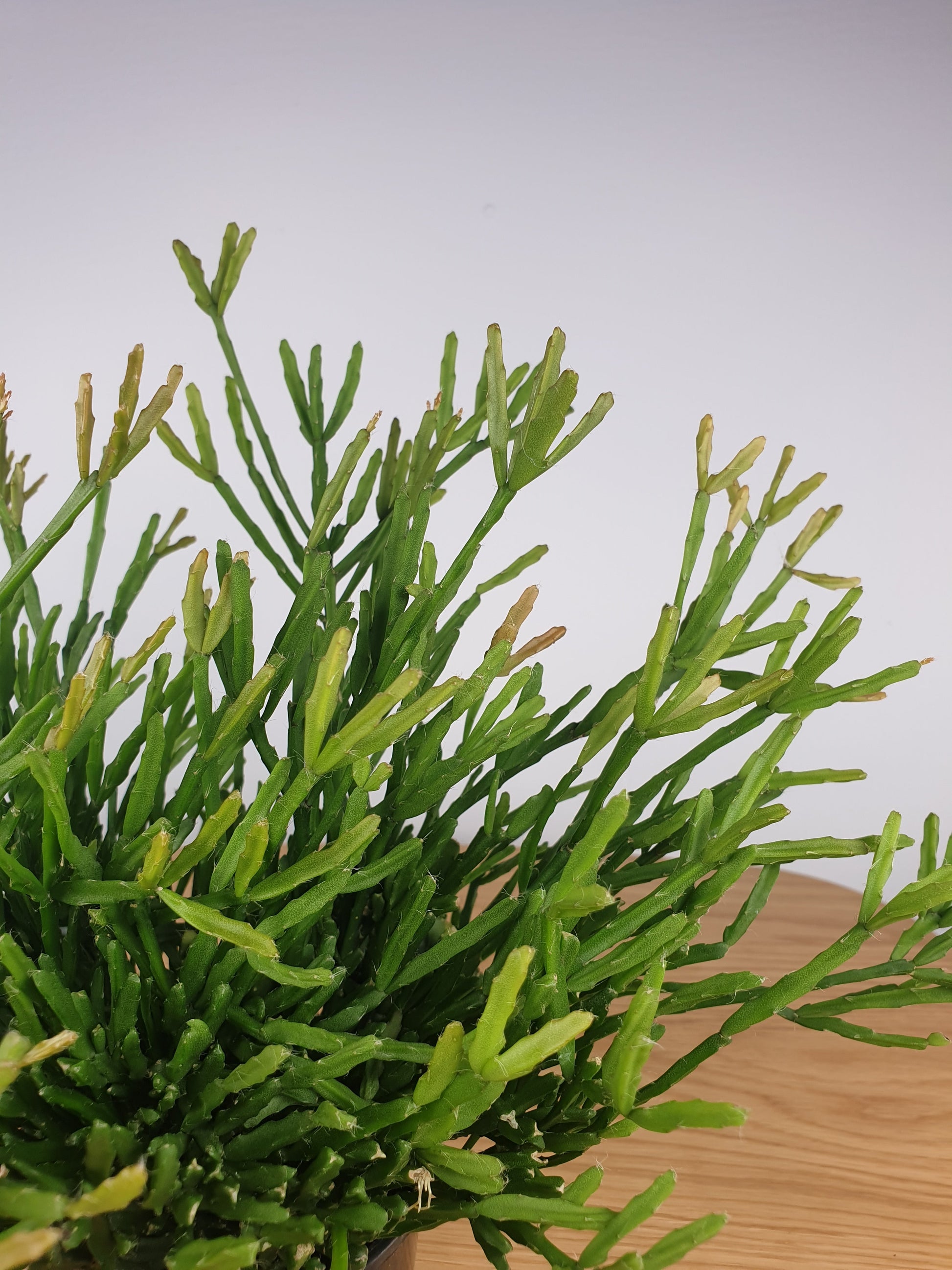 Rhipsalis ewaldiana - Mistletoe Cactus Root'd Plants 