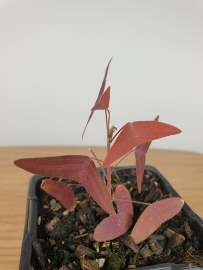 Christia vespertilionis - Purple Butterfly Plant Root'd Plants 
