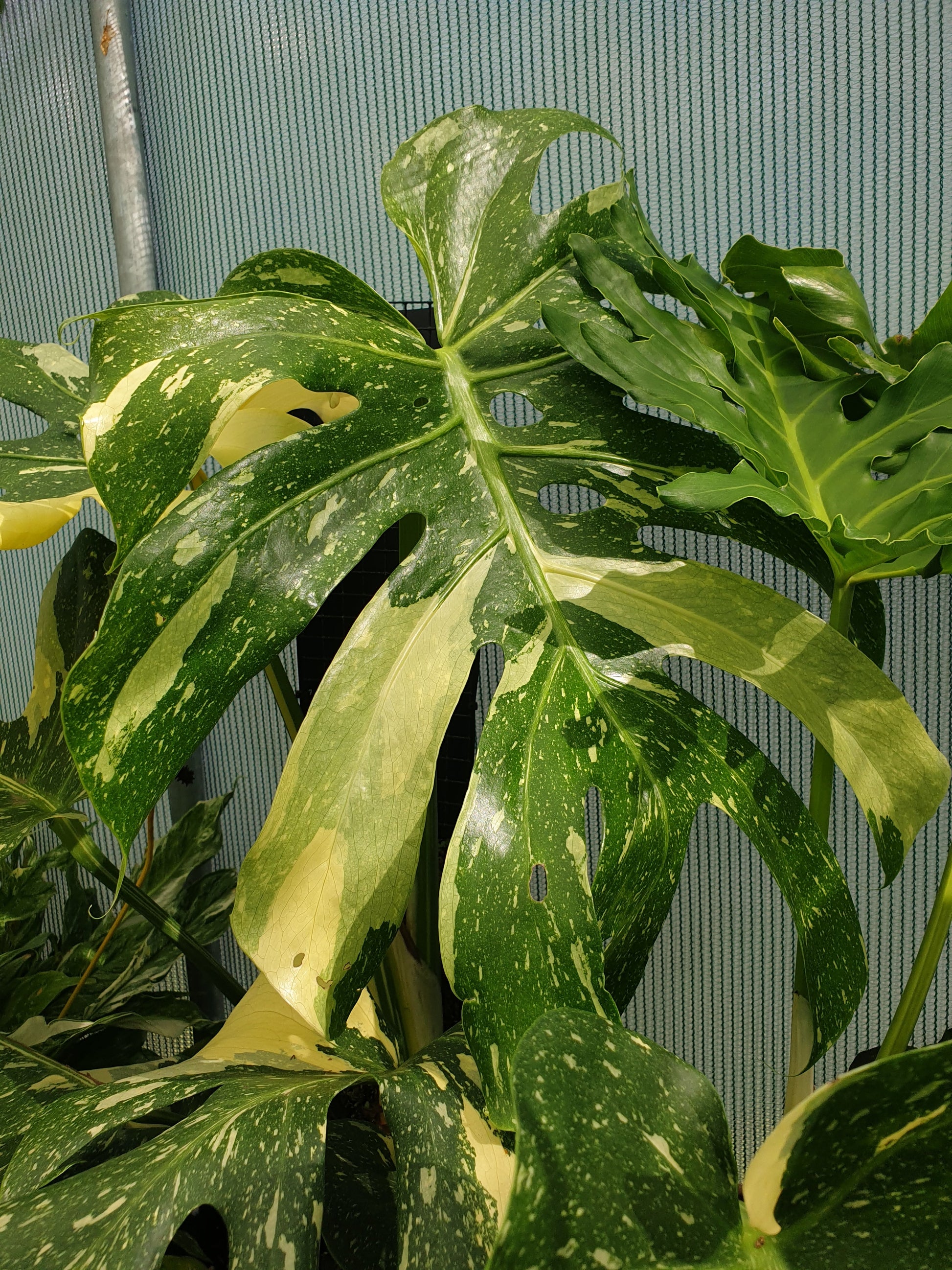 Monstera deliciosa 'Thai Constellation - Variegated Fruit Salad Plant Root'd Plants 