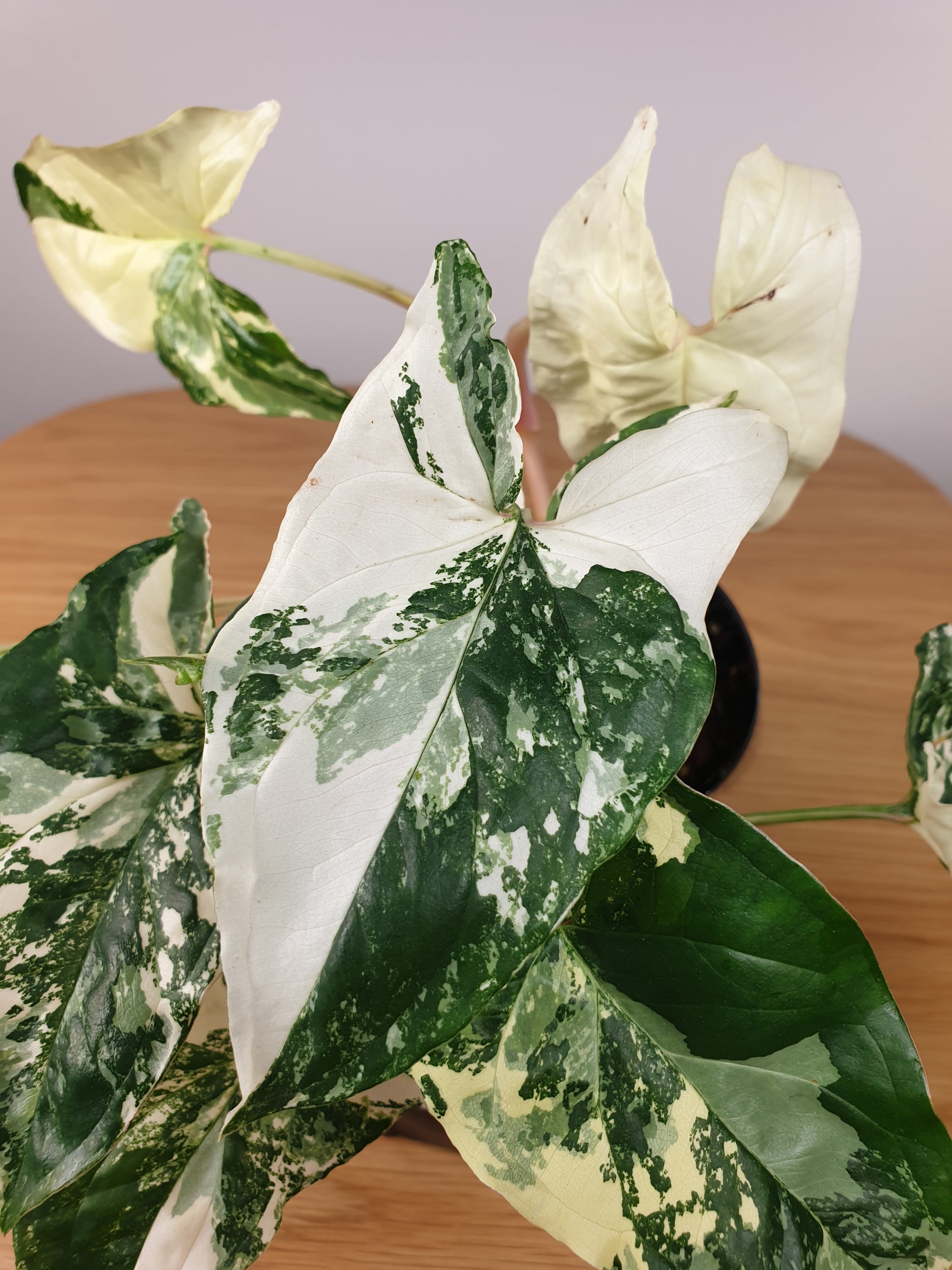 Syngonium podophyllum 'Fantasy' - Variegated Arrowhead Plant Root'd Plants 