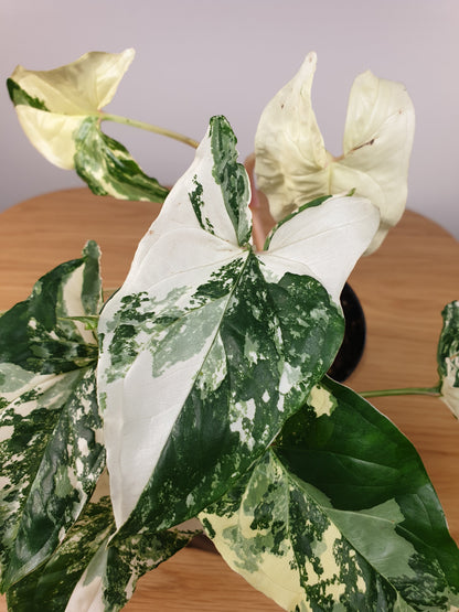 Syngonium podophyllum 'Fantasy' - Variegated Arrowhead Plant Root'd Plants 