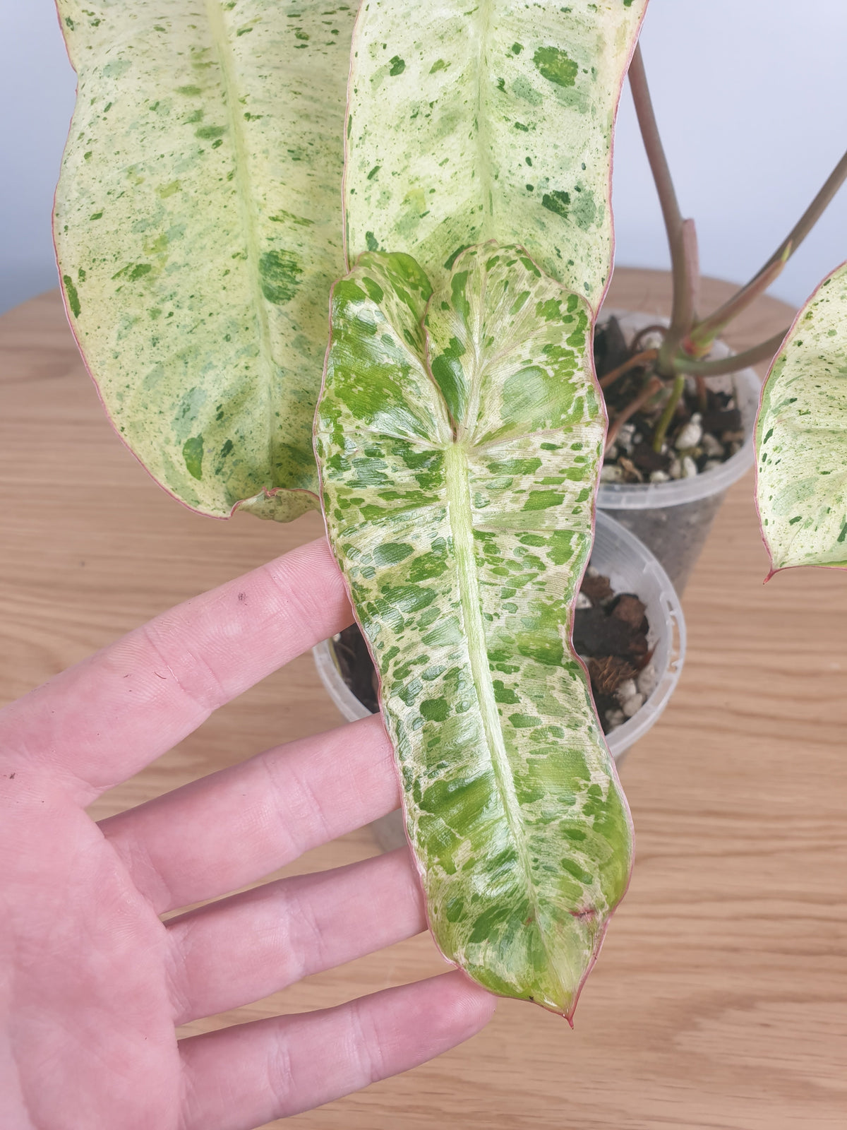 Philodendron 'Paraiso Verde' - Variegated Aroid Root'd Plants 